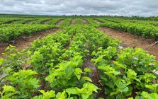 Cận cảnh bầu Đức nuôi tằm ươm tơ: Nương dâu 2.000 ha trên cao nguyên Bolaven và công thức 70 USD ‘ngon hơn tất cả các loại cây’