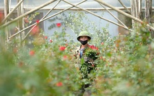 Gần 20-11, nhiều chủ vườn hoa... lo lắng