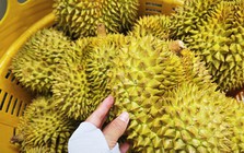 Đường dây làm giả bị lật tẩy, ngành sầu riêng mong tháo "nút thắt" về kiểm nghiệm