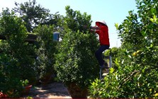 Đón Tết Bính Ngọ, khách sớm xuống tiền đặt cọc quất cảnh vì lo 'cháy hàng'