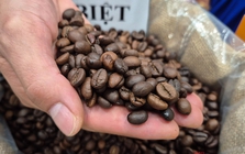 Giá cà phê hôm nay 16-11: Tuần buồn của giá cà phê