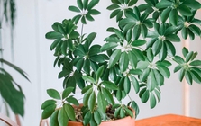 Trong nhà trồng 3 loại cây này tài lộc kéo vào như nước, người giàu cực thích, mang lại may mắn cho gia chủ