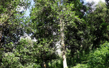 Một loại sản vật thế giới rất hiếm nhưng riêng 1 tỉnh của Việt Nam đã trồng hơn 43.000 ha: Xuất khẩu thu về hơn 47 triệu USD, nước ta cùng Trung Quốc là ‘ông trùm’ toàn cầu