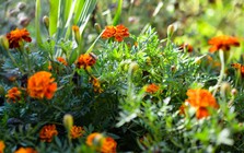 1 loại cây đuổi muỗi và rắn hiệu quả: Nhà nào cũng nên trồng