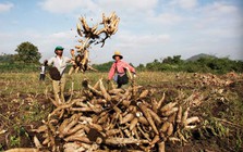 Loại củ được ví như 'vàng trắng' dưới lòng đất, Việt Nam tăng mua 9 triệu tấn từ Campuchia