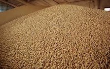 Nông dân Mỹ mắc kẹt với “núi vàng mọc ra từ đất”: Khách mua tiềm năng từ châu Á vẫn dửng dưng