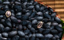 Loại quả "đen như than, đắt như thịt" nhưng nườm nượp người mua, bán đầy rẫy ở chợ Việt