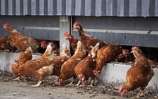 Hà Lan: Tiêu hủy 117.000 con gà vì cúm gia cầm lây lan