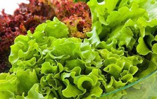 Một phụ nữ 33 tuổi ăn rau diếp mỗi bữa, 3 tháng sau phải nhập viện: Bác sĩ cảnh báo 3 nhóm người nên hạn chế ăn để tránh bệnh nặng