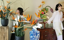 Hoa thiên điểu “đổ bộ” phòng khách ngày Tết: Nhìn là thấy giàu, cắm một lần là nghiện