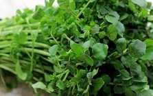 Mỹ đánh giá đây là “vua của các loại rau”, chứa đầy dưỡng chất quý, người Việt đã ăn từ lâu