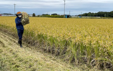 Chuyện gì đang xảy ra tại nền kinh tế lớn thứ 4 thế giới: Áp thuế gạo nhập khẩu cao chót vót nhưng vẫn rẻ hơn hàng nội địa, người tiêu dùng chịu mức giá đắt đỏ