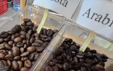 Giá cà phê hôm nay 19-11: Tiếp tục tăng cao