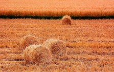 Việt Nam mang tiến bộ kỹ thuật quan trọng, cùng khai mở tiềm năng của "mỏ vàng" kinh tế xanh, sản lượng gần 100 triệu tấn mỗi năm