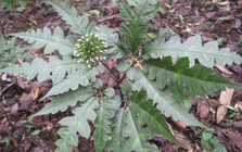 Việt Nam có loại cây quý “bổ như sâm”, từ thân tới rễ đều là thuốc: Có 1 bộ phận được ví là “vàng ròng”, bán đắt như tôm tươi