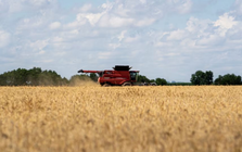 Sau 1 năm quay lưng, quốc gia BRICS nhập lại nông sản chủ chốt của Mỹ, thị trường thở phào nhẹ nhõm