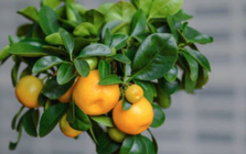 4 loại cây tạo ra luồng khí hút tài lộc, giúp gia chủ khỏe mạnh