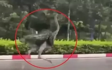 CLIP: Chim ‘khổng lồ’ bất ngờ chạy trên đường phố TPHCM