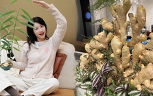 Thú trồng gừng bonsai trải dài từ MXH Trung về đến MXH Việt, ai cũng mê mẩn vì vừa làm sạch không khí vừa "hút tài lộc ầm ầm"