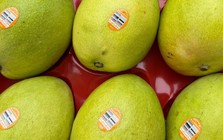 Một loại trái cây nhập khẩu từ Úc về Việt Nam giá hơn nửa triệu đồng/kg, gấp nhiều lần hàng nội