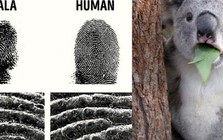 Những sự thật kỳ lạ trên thế giới mà ai cũng nghĩ là "fake", nhưng hóa ra thật 100%