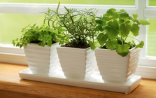 5 loại cây gia vị trong vườn vừa đuổi muỗi hiệu quả, vừa là thuốc quý: Rất dễ trồng