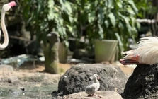 Những 'bé' thú quý hiếm chào đời ở Thảo Cầm Viên Sài Gòn