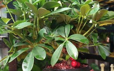 Loài cây "dễ chiều" hơn kim tiền 100 lần, trồng đâu xanh đó, tài lộc kéo vào nhà