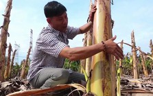 Ít ai ngờ thân cây bị vứt bỏ sau thu hoạch lại kiếm hơn nửa tỷ/tháng cho nông dân Đồng Nai
