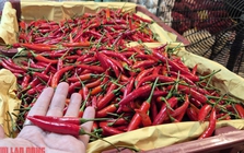 Khó tin: Việt Nam chi hơn 23 triệu USD để nhập khẩu ớt