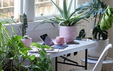 6 loại cây hợp trồng văn phòng nhất