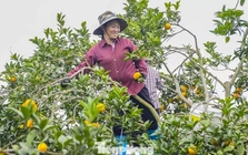 Bội thu loại cam đặc sản nổi tiếng Thanh Hóa