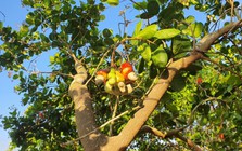 Sau lúa "gây bão", Việt Nam đem loại cây được ví là "vàng mười" sang trồng 2.000 ha tại Cuba