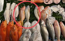 3 loại cá đầy ký sinh trùng người bán chẳng bao giờ ăn