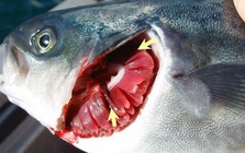 7 dấu hiệu cho thấy cá nhiễm ký sinh trùng, tuyệt đối không mua