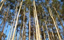 3 loại cây phổ biến song không nên trồng sát nhà: Có loại phá hỏng móng, có loại nguy hiểm vì "háo nước"