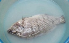 Sai lầm khi rửa cá khiến cá tanh ngắt, bở nát, nấu kiểu gì cũng mất vị