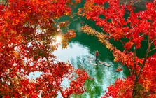 Hồ nhân tạo ở Cao Bằng rực rỡ như trời Âu mùa phong hương thay lá