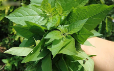 Loại rau dại xưa mọc đầy đường, nay thành đặc sản "bổ như sâm", có tiền chưa chắc mua được