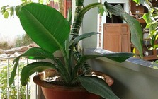 Loài cây nghe tên đã biết có lộc, trồng 1 chậu quý như sở hữu 5 két vàng