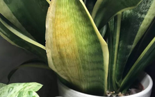 Việt Nam có loại cây được ví như "máy lọc khí độc": NASA khuyên trồng, không cần chăm kỹ, đặt đâu cũng hợp