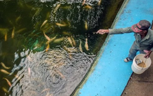 Trước khi mang giống lúa gây sốt sang Cuba, hóa ra Việt Nam đã mang công nghệ nuôi cá ‘đổi đời’ sang đây từ 14 năm trước, thu kết quả ấn tượng chỉ trong 3-4 tháng