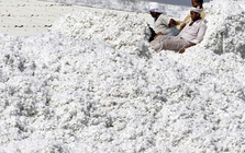 Xuất khẩu sang Trung Quốc lao dốc, Mỹ tăng mạnh đưa 'vàng trắng' vào Việt Nam, nước ta tiêu thụ đứng thứ 3 thế giới