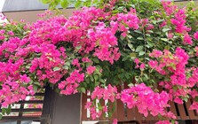 9 loại cây trồng trước nhà rất hợp: Số 5 người Việt biết tận dụng từ lâu