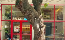 ĐỪNG trồng 4 cây này trước cửa: Thần Tài ghét bỏ, chủ nhà dễ lao đao