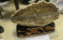 Chi hơn 969 triệu đồng mua 3 vỏ trai khổng lồ về nhà trưng, 3 năm sau người đàn ông bị cảnh sát bắt giữ