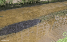 Đi qua một rãnh nước, người dân ghi lại được cảnh tượng "nổi da gà": Netizen băn khoăn thứ gì đây?