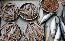 4 loại cá dễ là "ổ kim loại nặng", ngay cả người bán cũng ít dám ăn