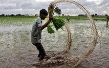 Philippines, Senegal dừng nhập khẩu, gạo Việt đang xoay trục sang những thị trường nào?