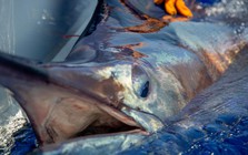 Ngư dân vật lộn nghẹt thở với "thủy quái" nặng 500kg, dài 4,6 mét: Thấy cảnh này cả bãi biển nín lặng